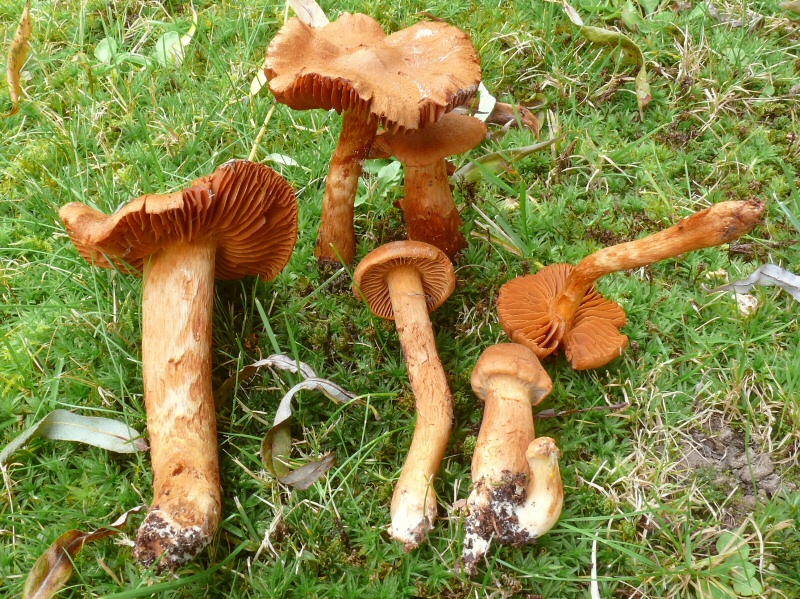 P1140023 CortinariusSpeciosissimus cc crp